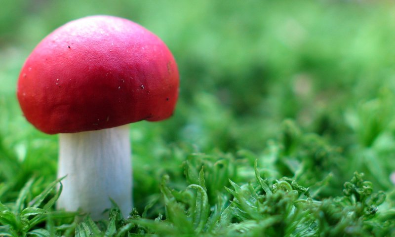 Обои трава, гриб, природа. макро., grass, mushroom, nature. macro. разрешение 2560x1600 Загрузить