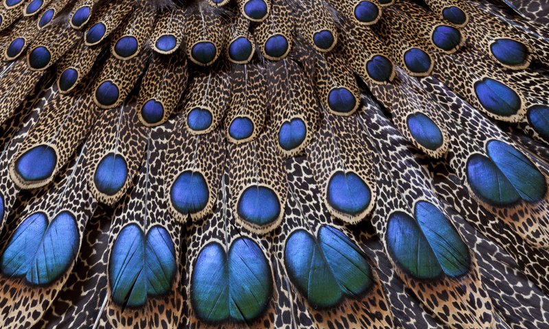 Обои павлин, перья, хвост, перо, peacock, feathers, tail, pen разрешение 1920x1200 Загрузить