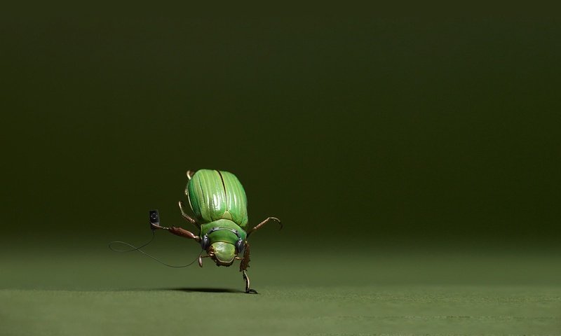 Обои майский жук, меломан, chafer, meloman разрешение 1920x1080 Загрузить