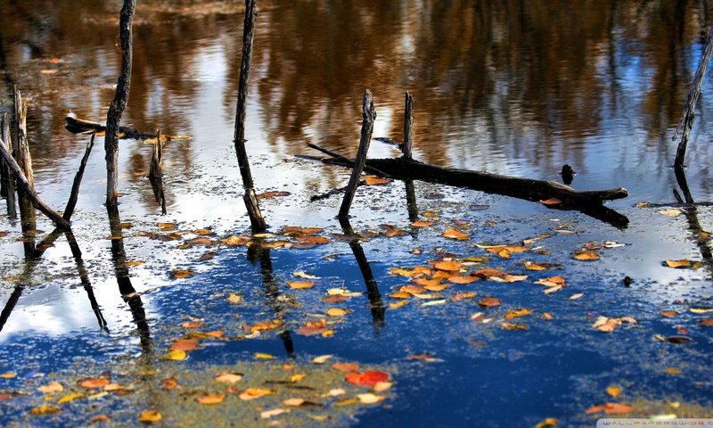 Обои река, природа, лес, листья, отражение, ветки, осень, river, nature, forest, leaves, reflection, branches, autumn разрешение 1920x1080 Загрузить