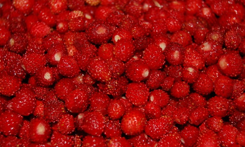 Обои ягоды, много, земляника, berries, a lot, strawberries разрешение 2560x1600 Загрузить