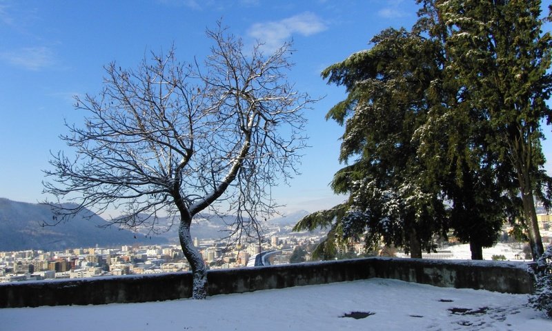 Обои снег, дерево, зима, snow, tree, winter разрешение 2560x1600 Загрузить