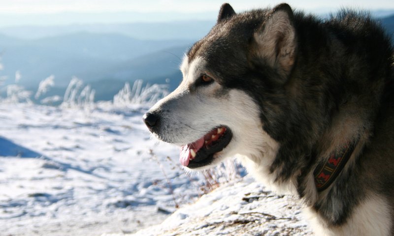 Обои снег, хаски, ошейник, аляскинский маламут, snow, husky, collar, alaskan malamute разрешение 2560x1600 Загрузить