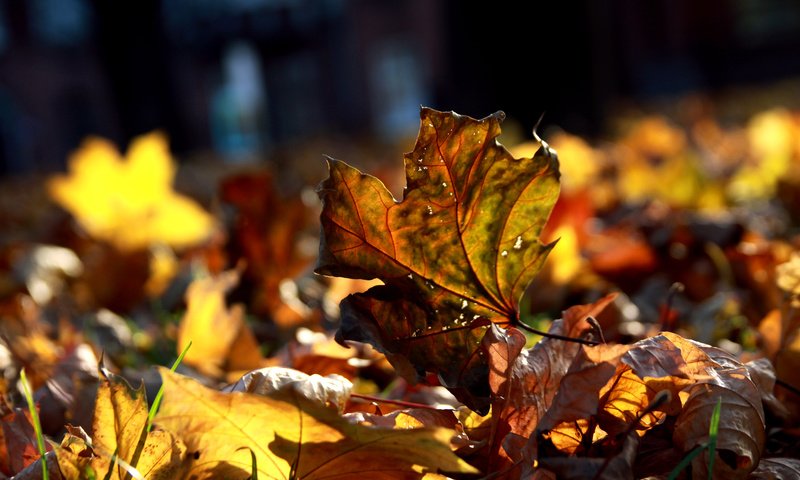 Обои макро, листва, осень, много, осенние листья, macro, foliage, autumn, a lot, autumn leaves разрешение 1920x1080 Загрузить