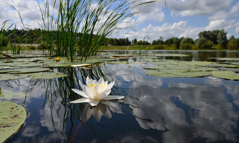 Обои небо, озеро, берег, лес, отражение, камыши, белая лилия, the sky, lake, shore, forest, reflection, the reeds, white lily разрешение 1920x1200 Загрузить