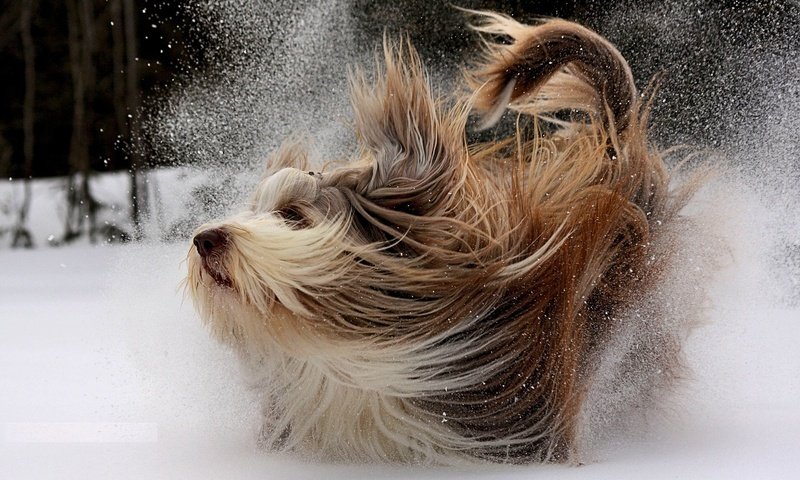 Обои снег, мордочка, взгляд, собака, йоркширский терьер, snow, muzzle, look, dog, yorkshire terrier разрешение 1920x1200 Загрузить