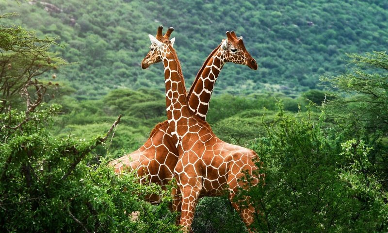 Обои зелень, жирафы, greens, giraffes разрешение 1920x1200 Загрузить