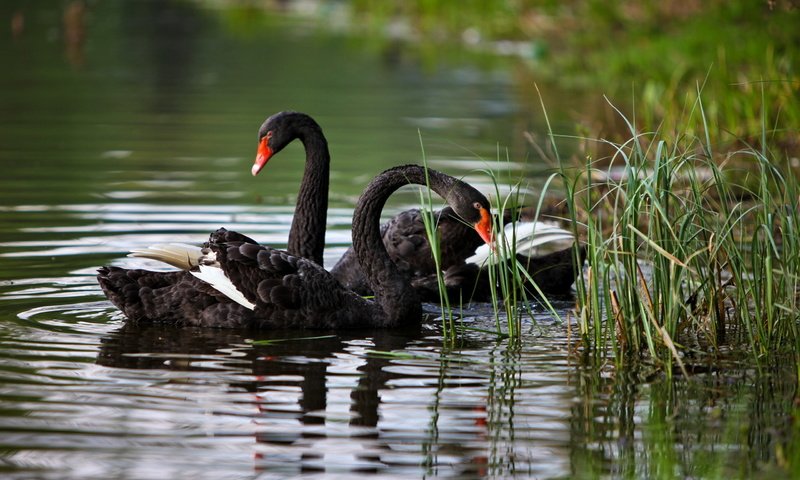 Обои вода, птицы, лебеди, чёрные, water, birds, swans, black разрешение 2560x1600 Загрузить