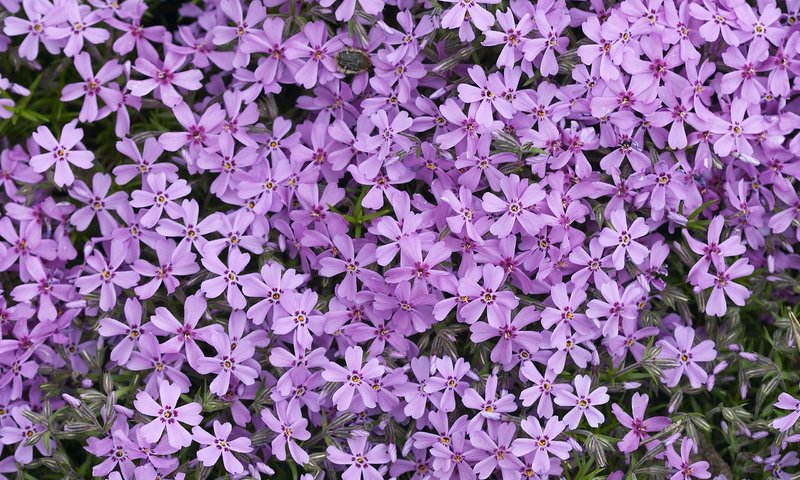 Обои цветы, лепестки, сиреневые, флоксы, флокс, flowers, petals, lilac, phlox разрешение 2560x1600 Загрузить