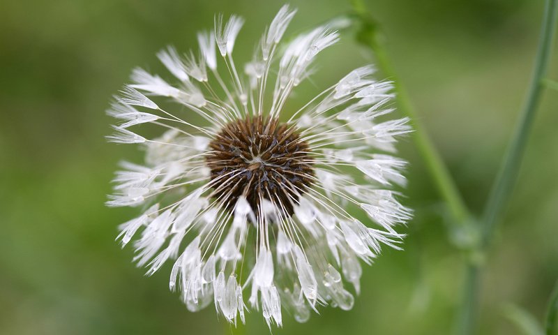 Обои цветок, капли, одуванчик, пушинки, былинки, flower, drops, dandelion, fuzzes, blade разрешение 2560x1600 Загрузить