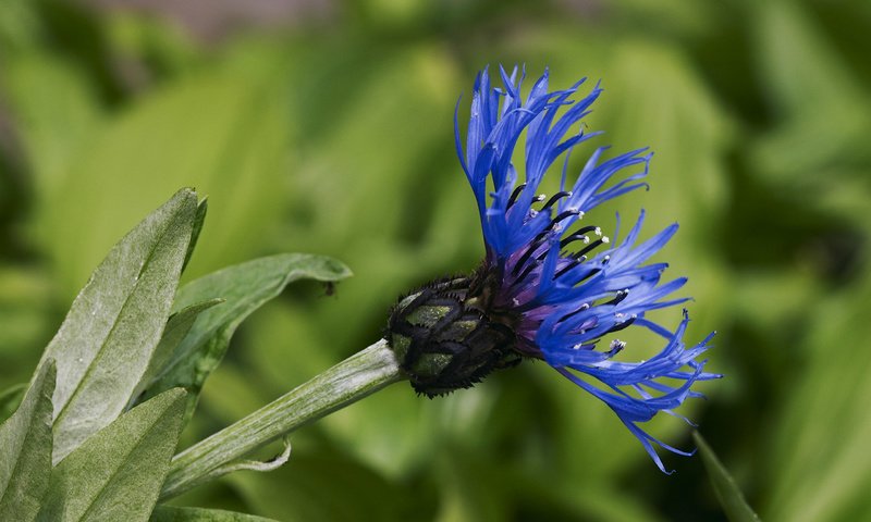 Обои цветок, лепестки, стебель, василек, flower, petals, stem, cornflower разрешение 2560x1600 Загрузить