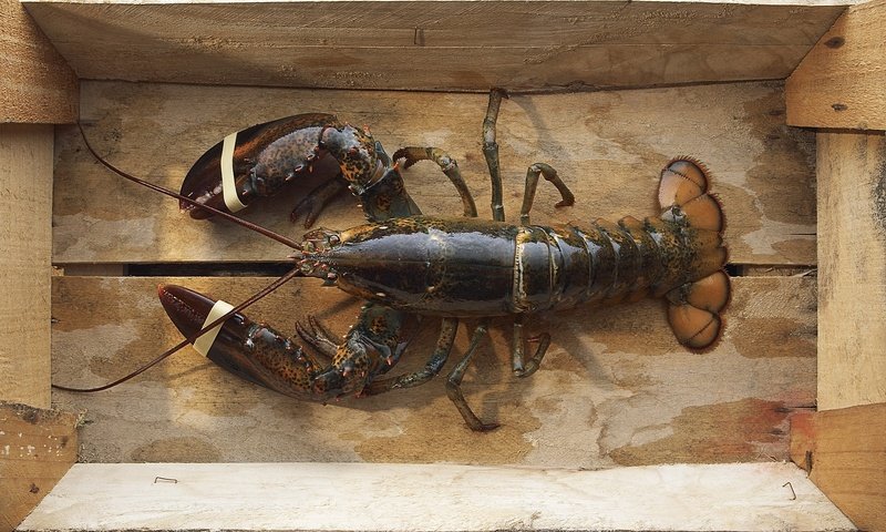 Обои морепродукты, лобстер, рак, seafood, lobster, cancer разрешение 1920x1200 Загрузить