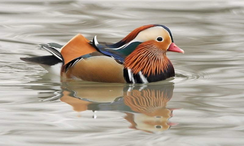 Обои водоем, птица, клюв, перья, утка, мандаринка, pond, bird, beak, feathers, duck, tangerine разрешение 1920x1200 Загрузить