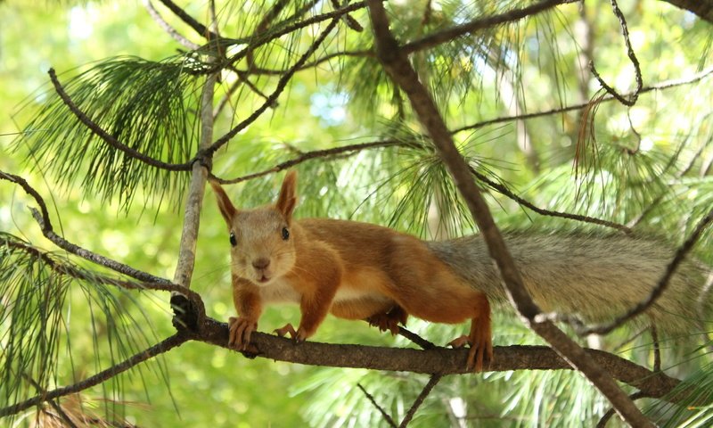 Обои деревья, природа, хвоя, ветки, животное, белка, trees, nature, needles, branches, animal, protein разрешение 2560x1600 Загрузить