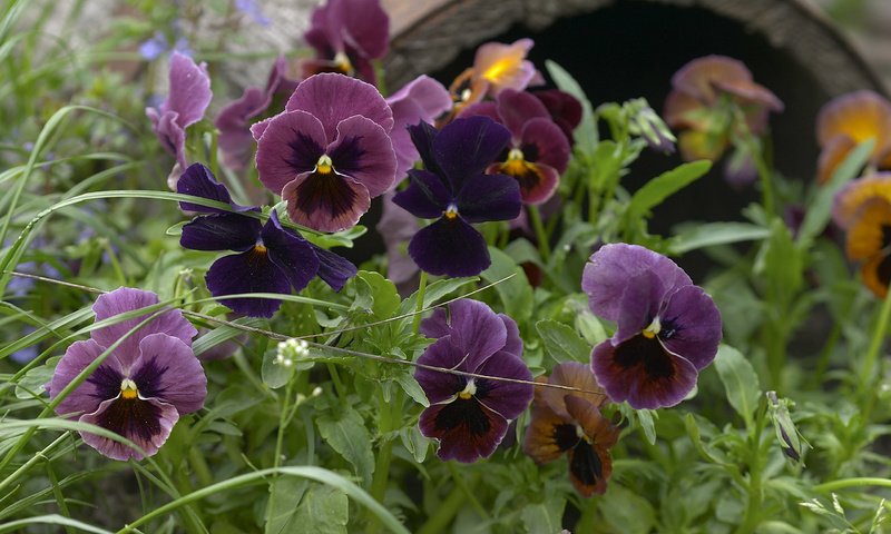 Обои цветы, сад, анютины глазки, фиалки, flowers, garden, pansy, violet разрешение 2560x1600 Загрузить