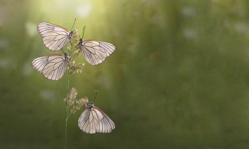 Обои утро, лето, бабочки, morning, summer, butterfly разрешение 1920x1200 Загрузить