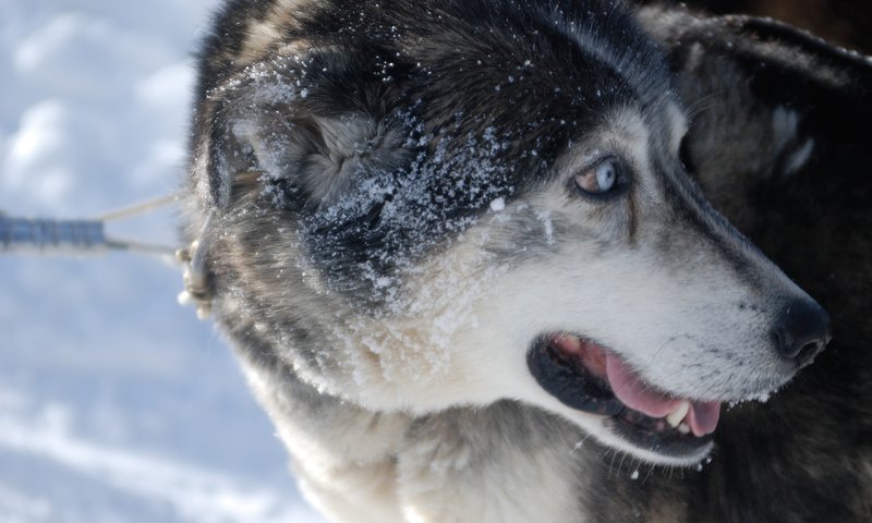 Обои снег, зима, взгляд, собака, хаски, лайка, поводок, сибирский хаски, snow, winter, look, dog, husky, laika, leash, siberian husky разрешение 2560x1600 Загрузить