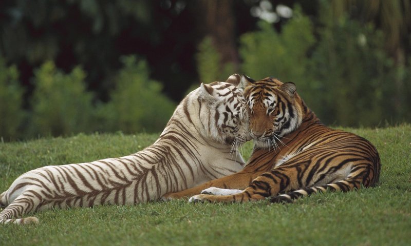 Обои хищник, любовь, пара, дикая кошка, тигры, predator, love, pair, wild cat, tigers разрешение 1920x1200 Загрузить