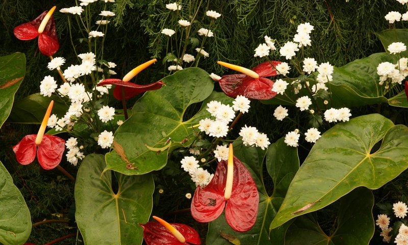 Обои цветы, листья, капли, букет, хризантемы, антуриум, flowers, leaves, drops, bouquet, chrysanthemum, anthurium разрешение 1920x1200 Загрузить
