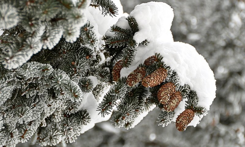 Обои ветка, снег, дерево, зима, иней, ель, шишки, branch, snow, tree, winter, frost, spruce, bumps разрешение 1920x1200 Загрузить