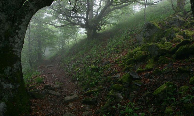 Обои деревья, лес, туман, тропинка, trees, forest, fog, path разрешение 1920x1200 Загрузить