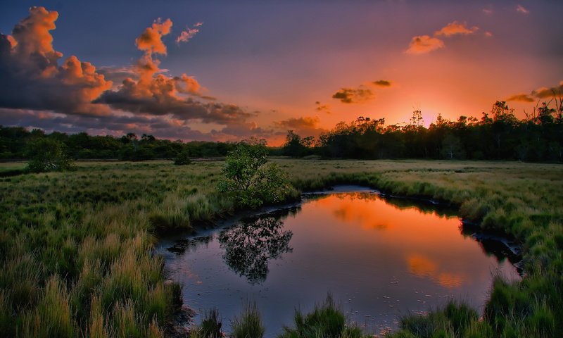 Обои трава, вода, природа, дерево, закат, отражение, лужа, grass, water, nature, tree, sunset, reflection, puddle разрешение 1920x1200 Загрузить