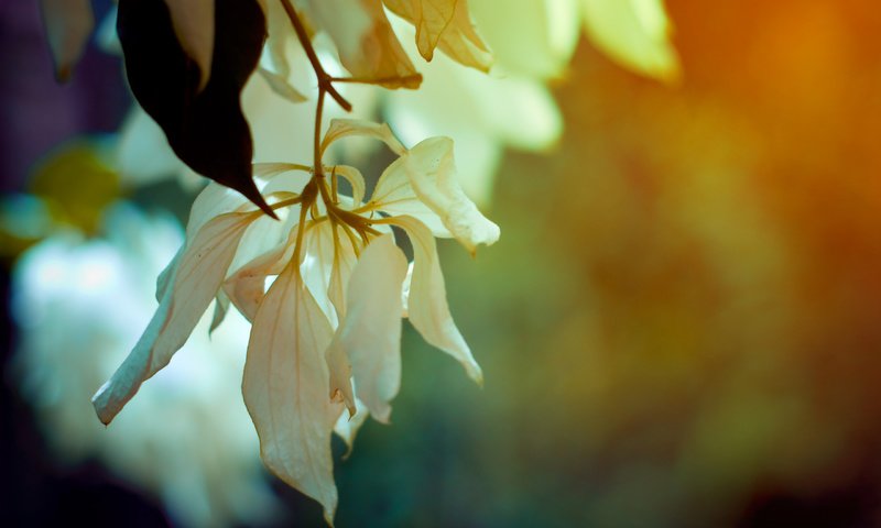 Обои цветы, ветка, листья, макро, лепестки, весна, flowers, branch, leaves, macro, petals, spring разрешение 2560x1600 Загрузить