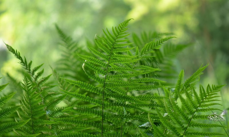 Обои природа, листья, растение, папоротник, nature, leaves, plant, fern разрешение 1920x1200 Загрузить