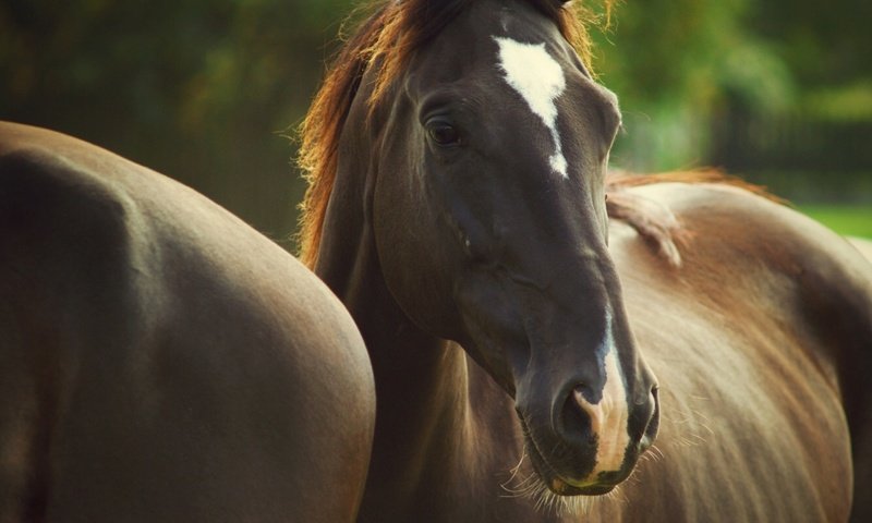 Обои глаза, лошади, грива, окрас, eyes, horse, mane, color разрешение 1920x1280 Загрузить