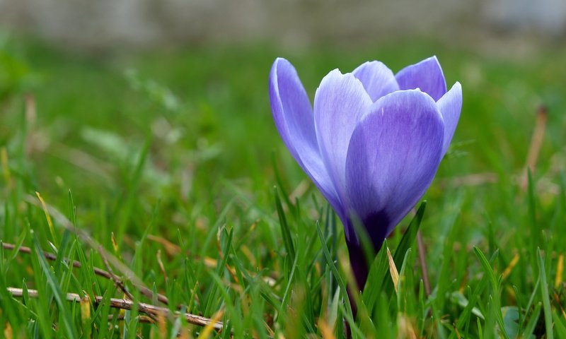 Обои трава, макро, синий, цветок, весна, первоцвет, крокус, grass, macro, blue, flower, spring, primrose, krokus разрешение 1920x1200 Загрузить