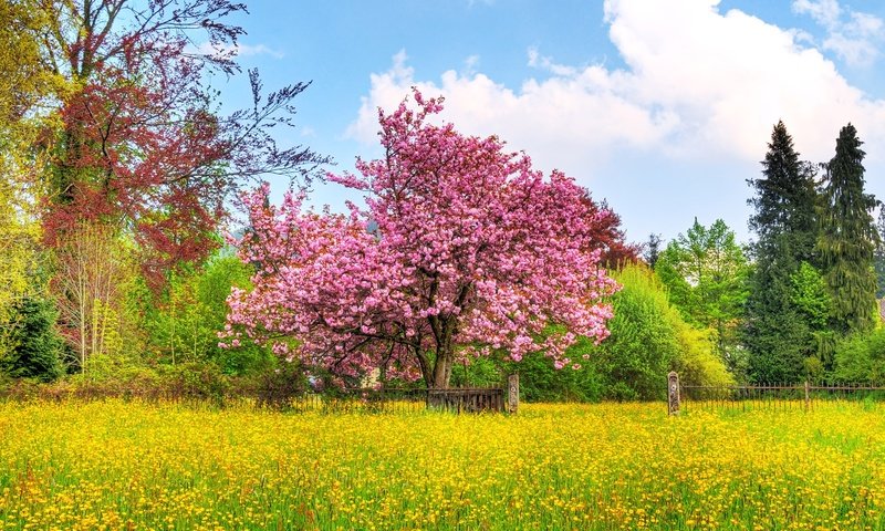 Обои небо, деревья, природа, цветение, поле, весна, вишневое дерево, the sky, trees, nature, flowering, field, spring, cherry tree разрешение 1920x1200 Загрузить