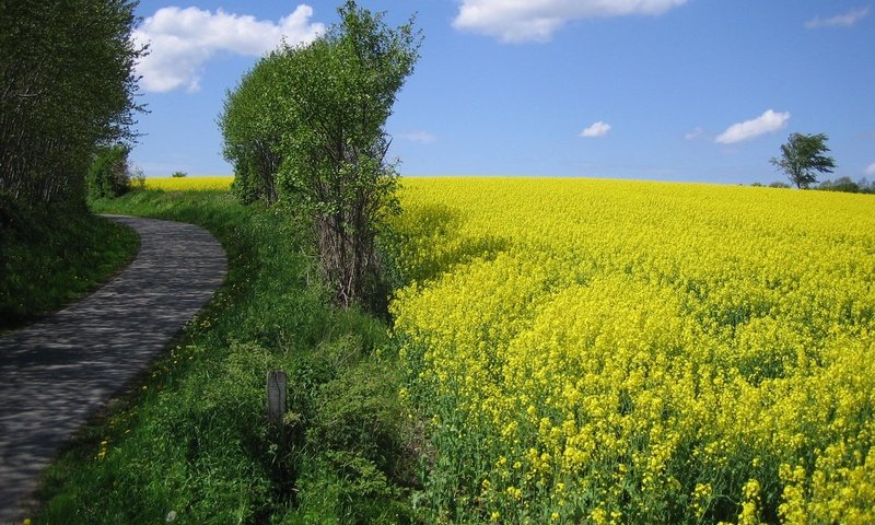 Обои небо, цветы, деревья, дорожка, поле, горизонт, луг, рапс, the sky, flowers, trees, track, field, horizon, meadow, rape разрешение 2048x1536 Загрузить