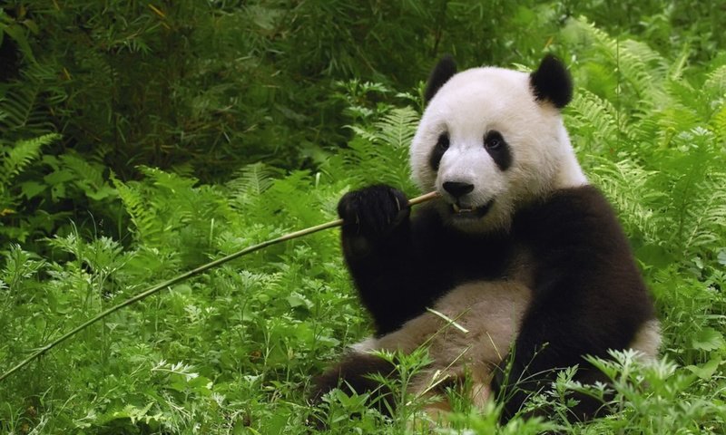 Обои панда, бамбуковый медведь, большая панда, panda, bamboo bear, the giant panda разрешение 2000x1500 Загрузить