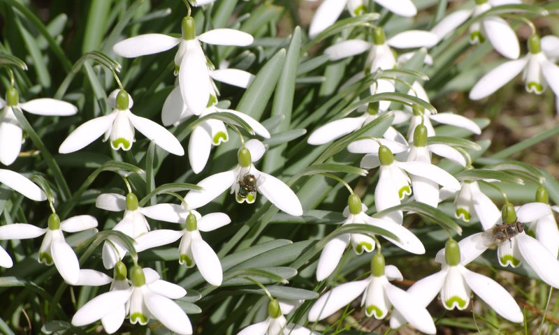 Обои цветы, подснежники, flowers, snowdrops разрешение 2560x1920 Загрузить