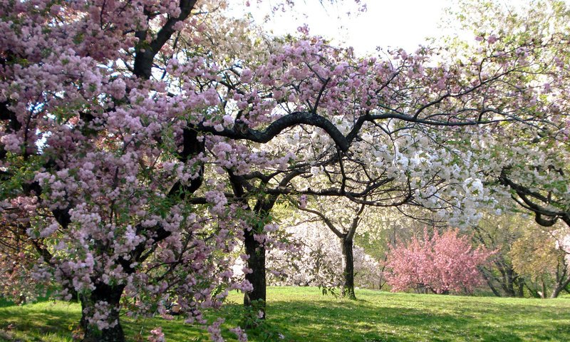 Обои дерево, сакура, tree, sakura разрешение 1920x1200 Загрузить