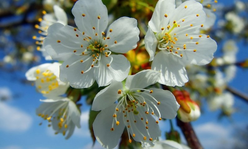 Обои цветение, весна, вишня, белые, flowering, spring, cherry, white разрешение 1920x1200 Загрузить