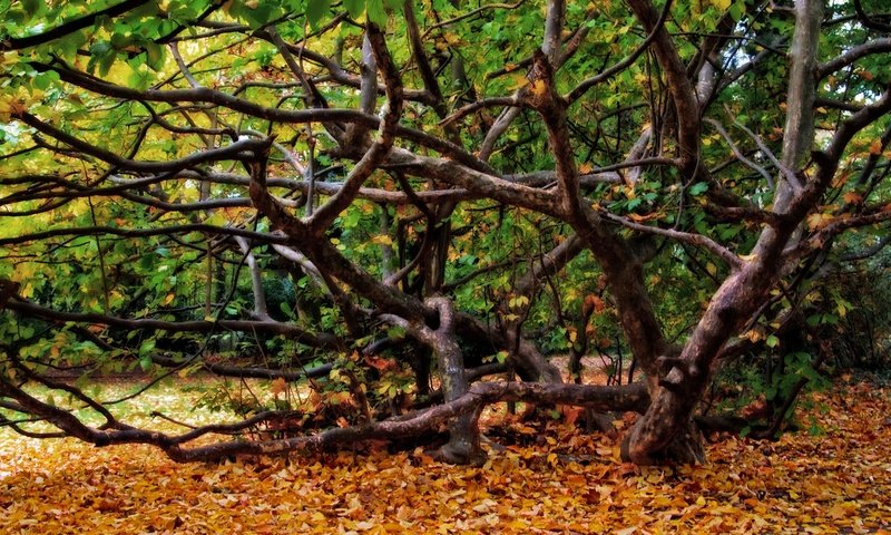 Обои деревья, природа, дерево, листья, пейзаж, осень, trees, nature, tree, leaves, landscape, autumn разрешение 1920x1080 Загрузить