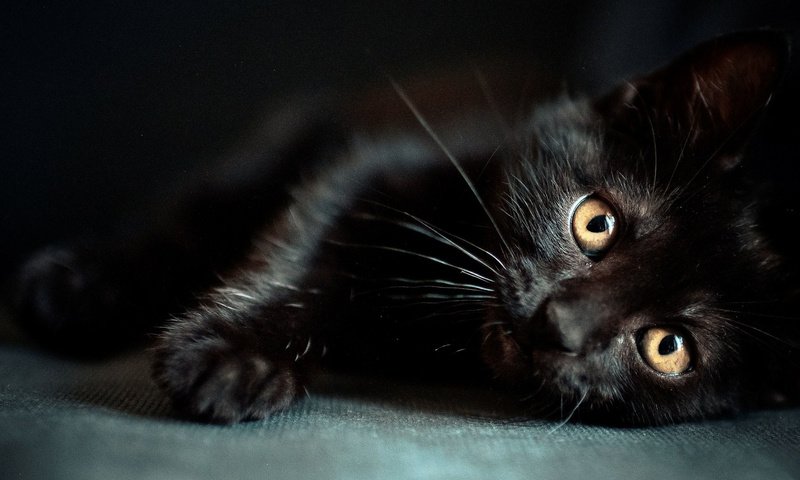 Обои кот, усы, лапы, кошка, взгляд, черный, животное, cat, mustache, paws, look, black, animal разрешение 1920x1080 Загрузить