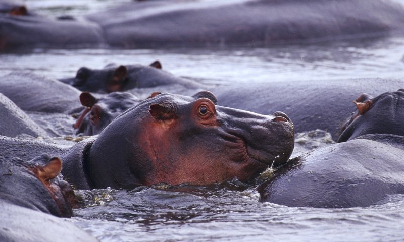 Обои животные, дикая природа, бегемот, в воде, бегемоты, гиппопотам, animals, wildlife, hippo, in the water, hippos разрешение 1920x1200 Загрузить