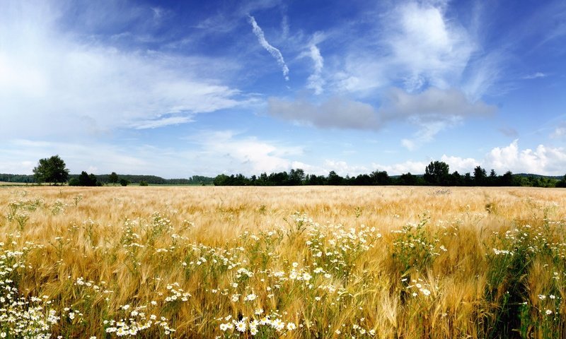 Обои небо, цветы, облака, поле, пшеница, ромашки, the sky, flowers, clouds, field, wheat, chamomile разрешение 1920x1200 Загрузить