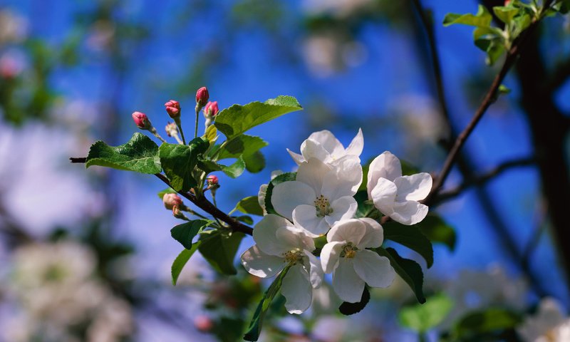 Обои цветы, ветка, природа, цветение, размытость, весна, яблоня, flowers, branch, nature, flowering, blur, spring, apple разрешение 2560x1920 Загрузить