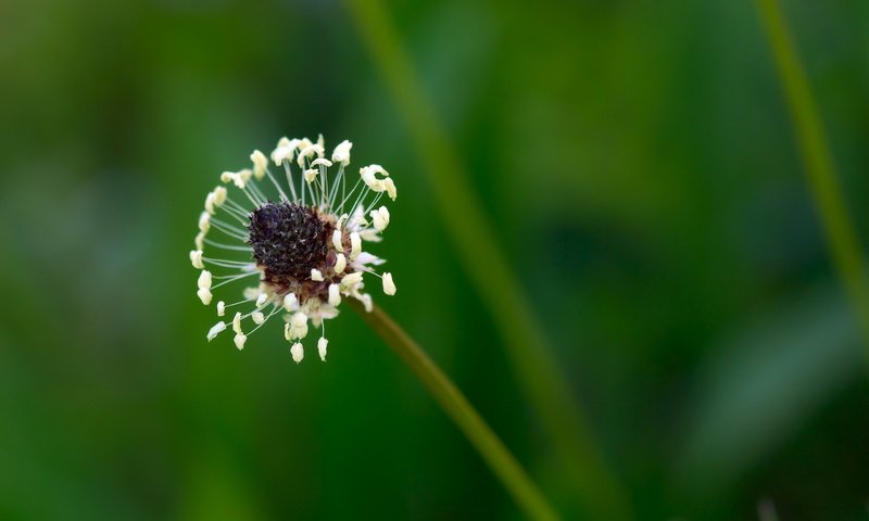 Обои природа, цветок, размытость, стебель, подорожник, nature, flower, blur, stem, plantain разрешение 2560x1600 Загрузить