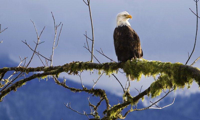 Обои ветка, птица, клюв, мох, перья, белоголовый орлан, branch, bird, beak, moss, feathers, bald eagle разрешение 1920x1200 Загрузить