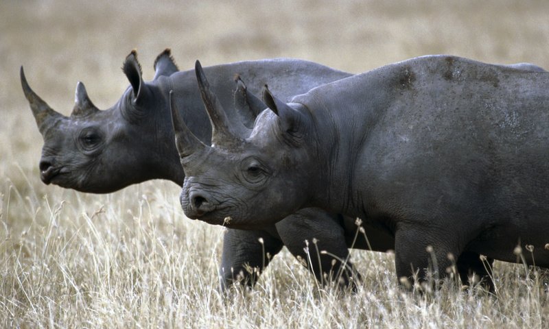 Обои трава, пара, прогулка, носорог, носороги, grass, pair, walk, rhino, rhinos разрешение 1920x1200 Загрузить