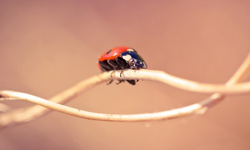 Обои ветка, природа, жук, макро, насекомое, божья коровка, минимализм, стебель, branch, nature, beetle, macro, insect, ladybug, minimalism, stem разрешение 1920x1080 Загрузить