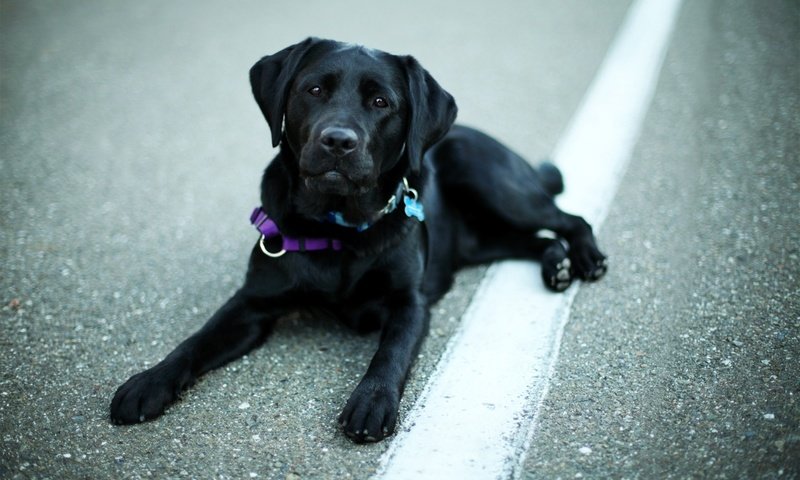 Обои животные, взгляд, собака, лабрадор, ретривер, animals, look, dog, labrador, retriever разрешение 1920x1200 Загрузить