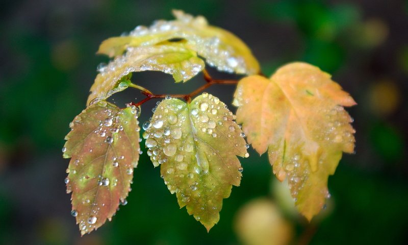 Обои листья, капли, размытость, leaves, drops, blur разрешение 1920x1080 Загрузить