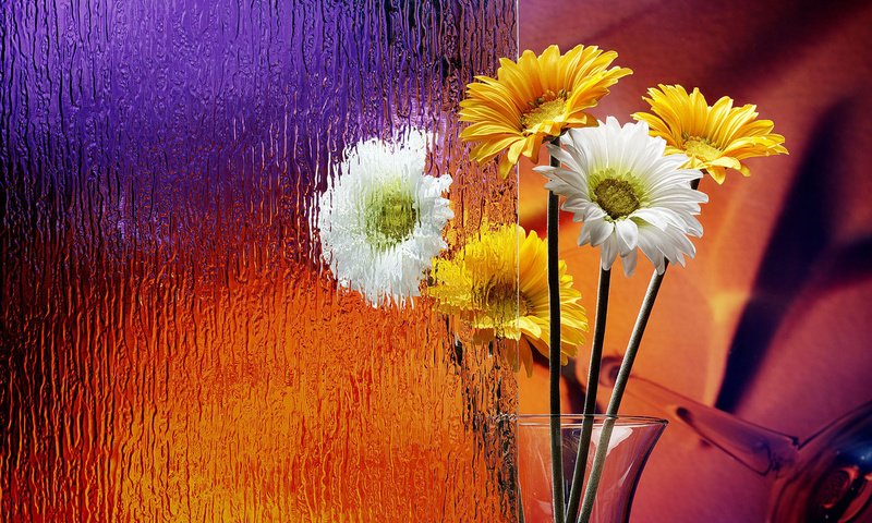 Обои цветы, стекло, ваза, герберы, flowers, glass, vase, gerbera разрешение 1920x1200 Загрузить