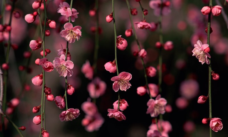 Обои цветы, цветение, бутоны, ветки, весна, сакура, flowers, flowering, buds, branches, spring, sakura разрешение 2560x1600 Загрузить