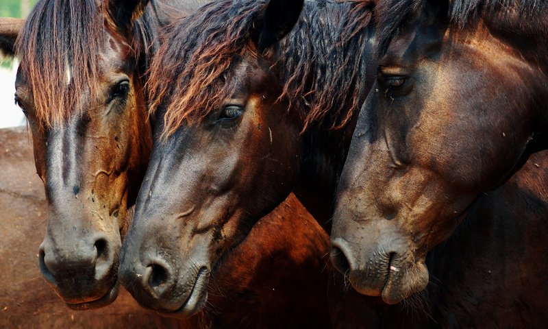 Обои лошадь, лошади, кони, horse, horses разрешение 1920x1200 Загрузить